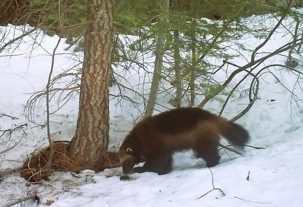 Wed. 10:44 a.m.: Wolverines threatened with extinction as climate change melts their snowy mountain refuges, US says | News, Sports, Jobs - Vimarsana News